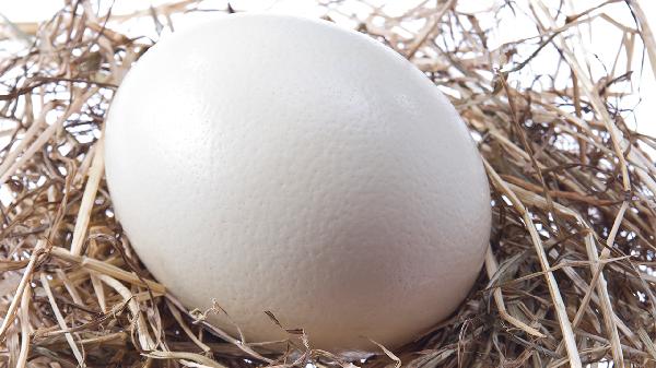 免疫球蛋白ig是什么意思