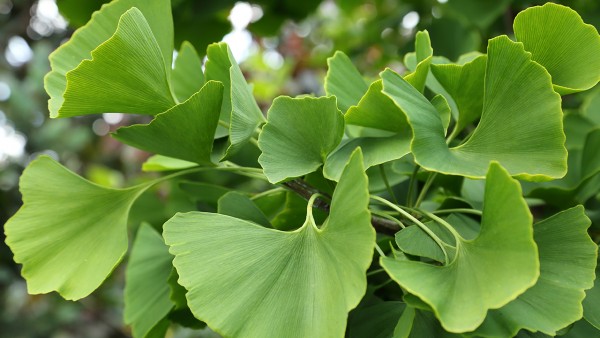 丹参片可以和银杏叶片松岭血脉康胶囊一起吃吗