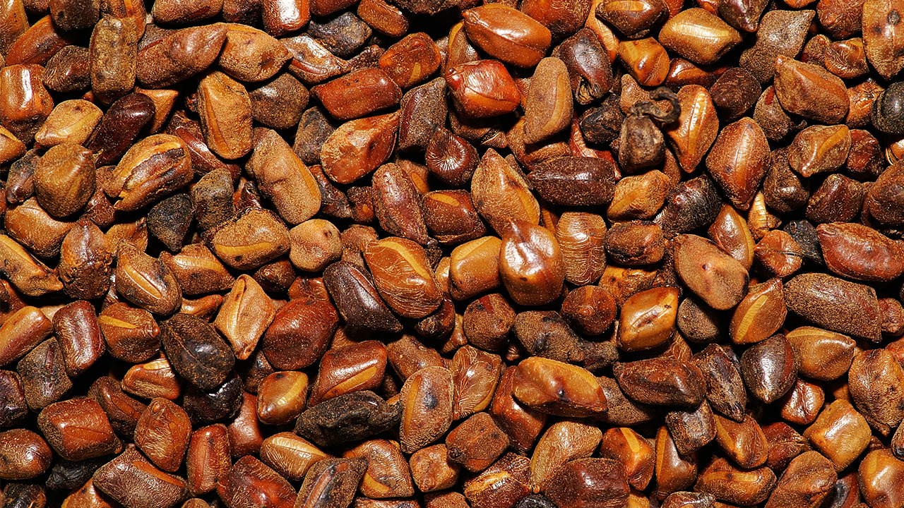 祛痰湿的中成药有哪些 祛痰湿最好中成药介绍