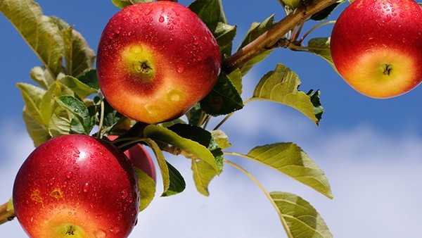 苹果酸氯波必利片禁忌是什么 苹果酸氯波必利片用药后会抽筋吗
