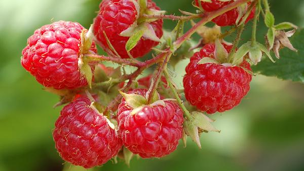 五子衍宗片说明书介绍有什么成分和适应症的？