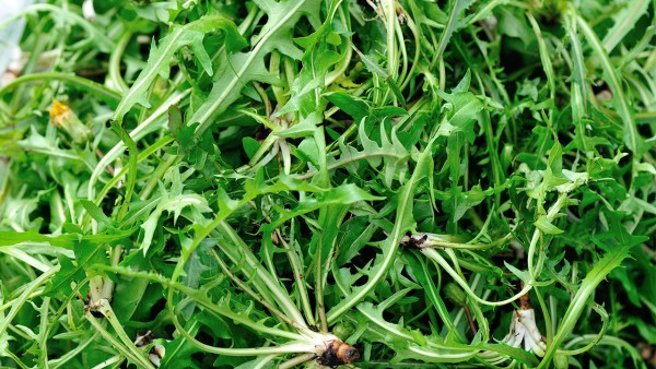 小儿打喷嚏发烧吃什么药 清热解毒类的药物有哪些