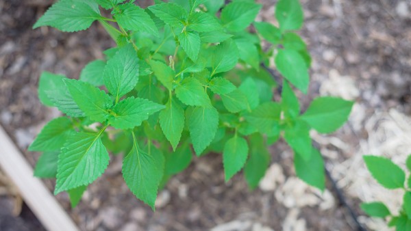 闭经用什么药调理  治疗闭经怎样用药