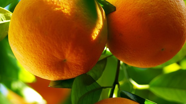 砂糖橘和酸奶不能同食?酸奶和橘子相克吗