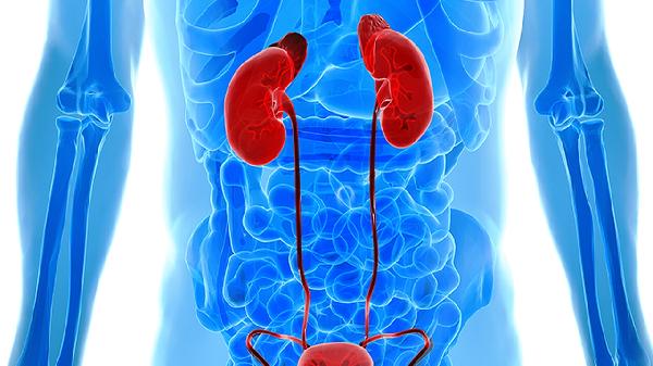 肾囊肿到底能不能吃蛋白质