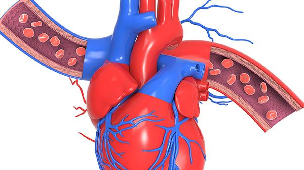 老年人心脑血管怎样维护